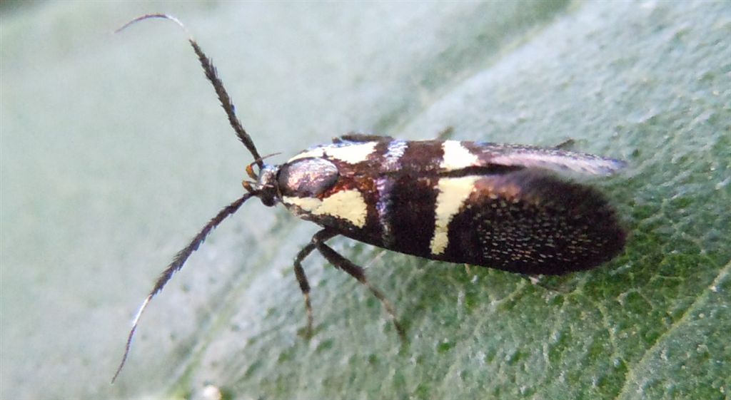 Dasycera oliviella